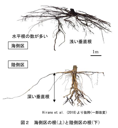 樹 根|樹木の根系と分布